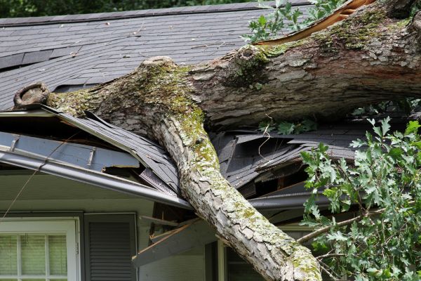 Cost of Storm Remediation in Northville